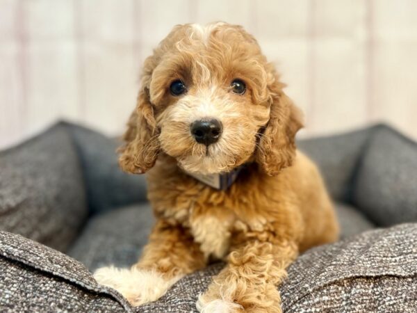 [#29290] Brown Male F1B Cockapoo Puppies For Sale