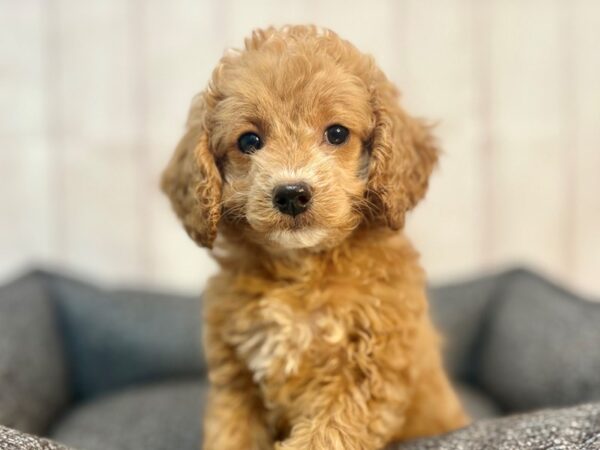 [#29291] Brown Female F1B Cockapoo Puppies For Sale