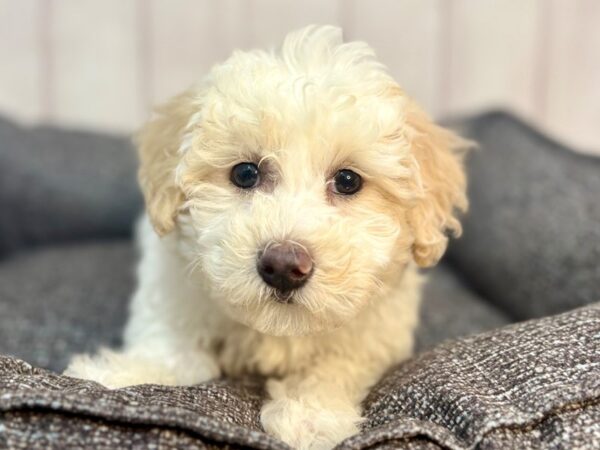 [#29289] White / Cream Female Bichon Frise/Poodle Puppies For Sale