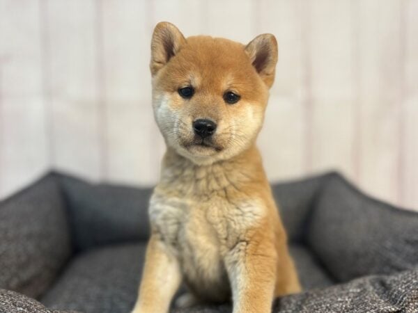 [#29298] Red Male Shiba Inu Puppies For Sale