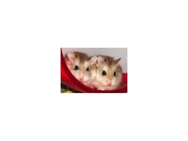 [#3] Male Robo Hamster Small Animals For Sale