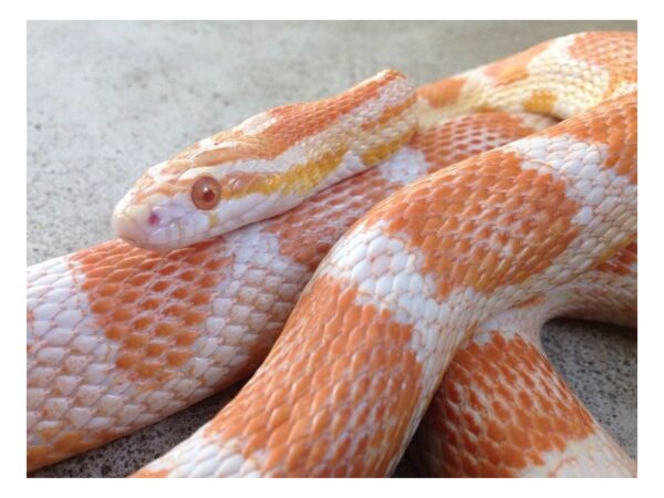 [#15] Male Corn Snake Reptiles For Sale