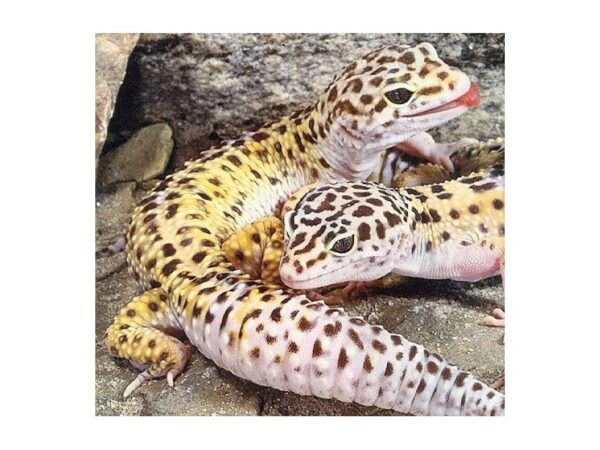 [#8] Male Leopard Gecko Reptiles For Sale