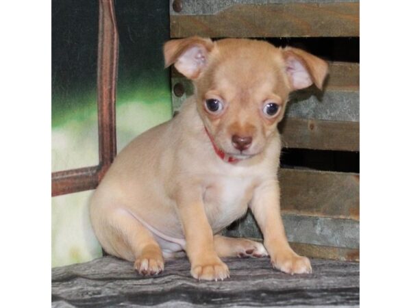[#29015] Chocolate Fawn Male Chihuahua Puppies For Sale