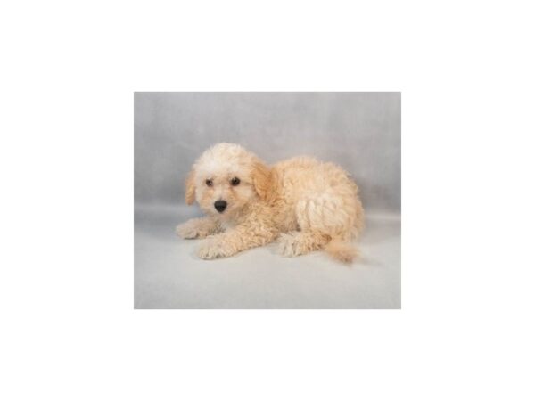 [#29057] Cream Male Bichon Frise/Poodle Puppies For Sale