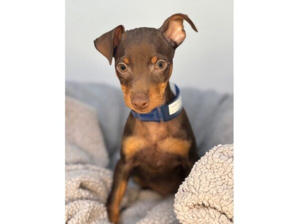 [#29090] Chocolate and Tan Male Miniature Pinscher Puppies For Sale