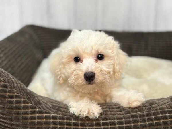 [#29104] White Female Bichon Frise Puppies For Sale