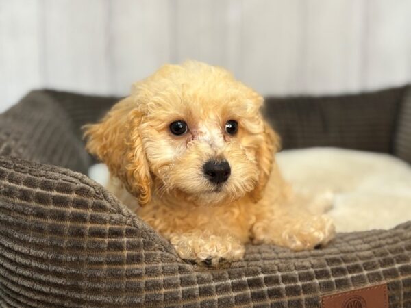 [#29100] Cream Female F1B Bichapoo Puppies For Sale
