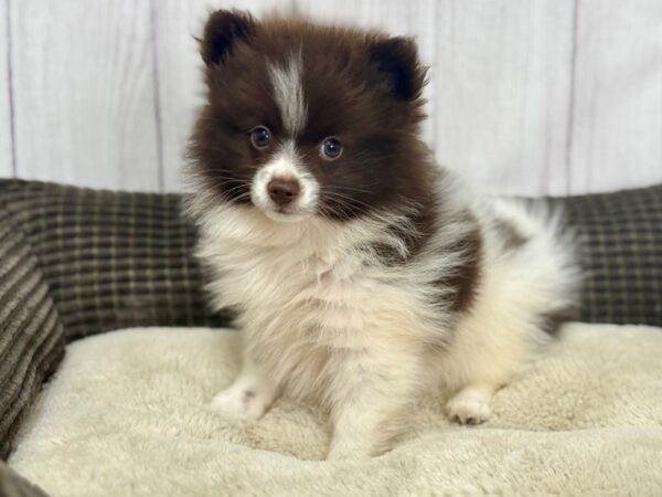 [#29160] White / Chocolate Female Pomeranian Puppies For Sale
