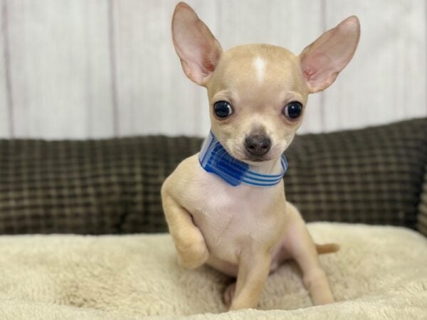 [#29154] Cream Male Chihuahua Puppies For Sale