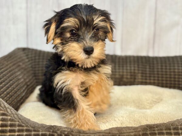[#29148] Black and Tan Male Maltese/Yorkshire Terrier Puppies For Sale