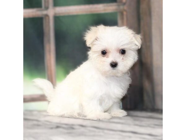 [#29171] White Male Maltese Puppies For Sale