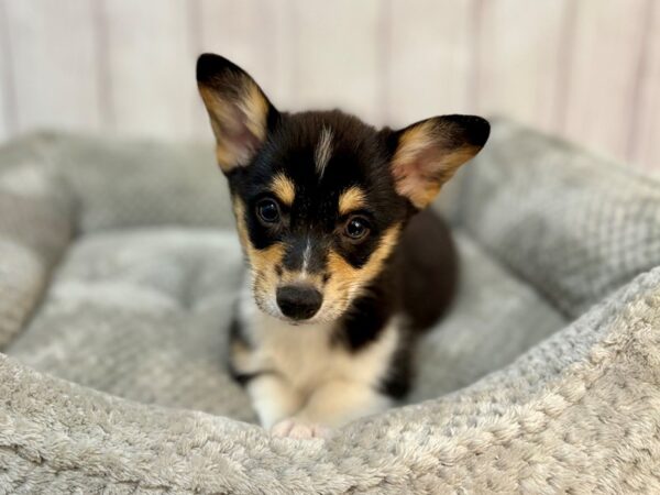 [#29163] Black and Tan Male Pembroke Welsh Corgi Puppies For Sale