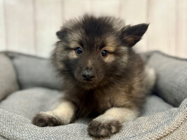 [#29185] Silver / Black Female Keeshond Puppies For Sale