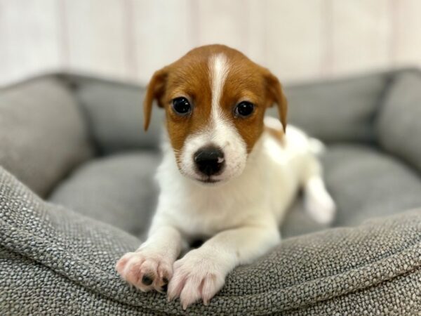 [#29181] White / Red Female Jack Russell Terrier Puppies For Sale
