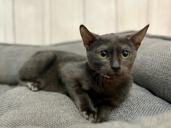 [#29194] SMOKE Male Ocicat Kittens For Sale