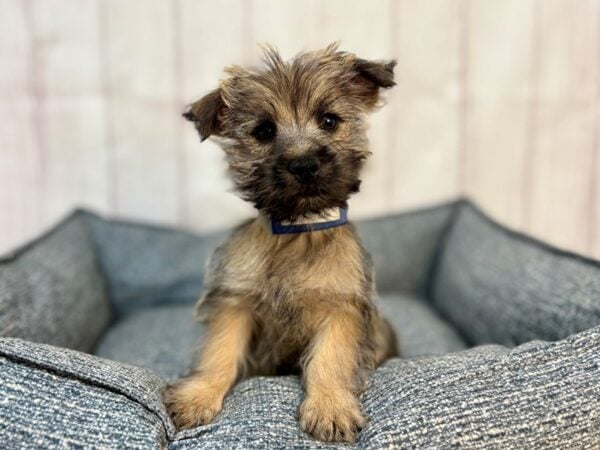 [#29209] Wheaten Male Cairn Terrier Puppies For Sale