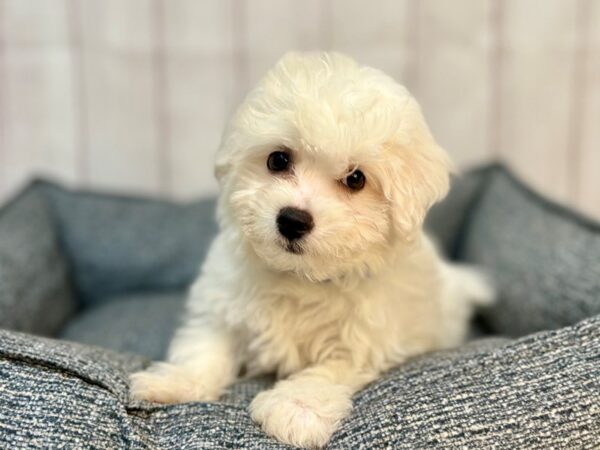 [#29202] White Male Bichon Frise Puppies For Sale