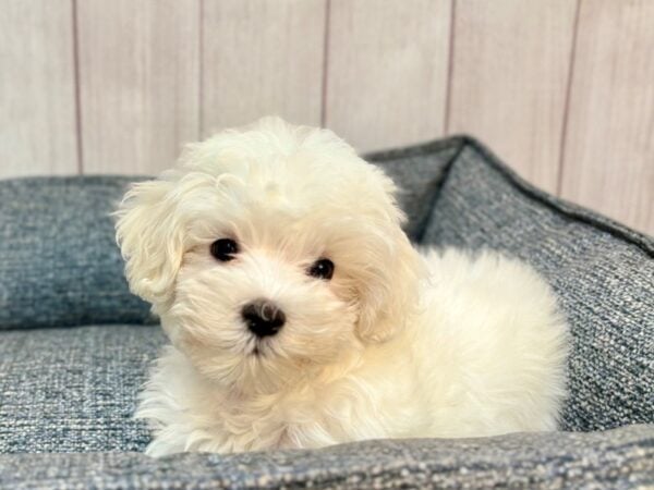 [#29207] White Male Maltese Puppies For Sale