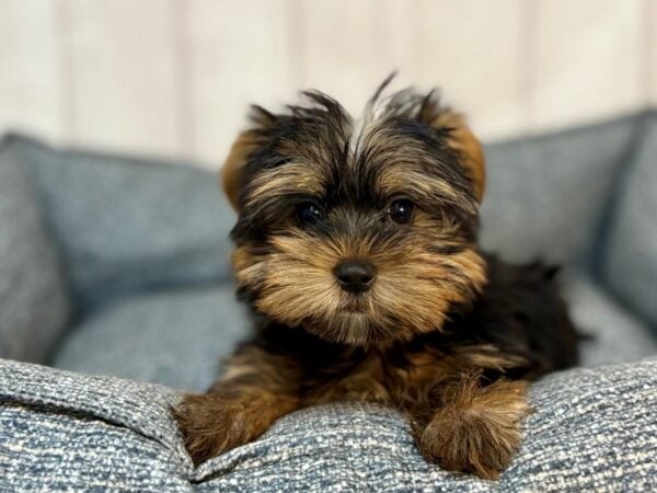 [#29199] Black and Gold Female Yorkshire Terrier Puppies For Sale