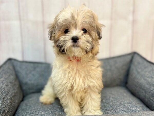 [#29200] Gold and White Female Maltese/Shih Tzu Puppies For Sale