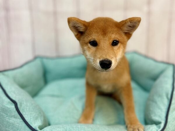 [#29195] Red Male Shiba Inu Puppies For Sale