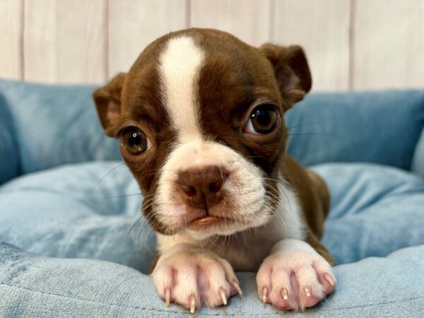 [#29222] Red / Brindle Female Boston Terrier Puppies For Sale