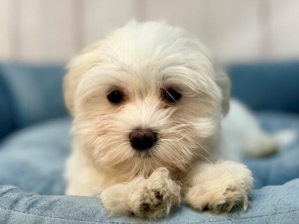 [#29216] White Female Maltese Puppies For Sale