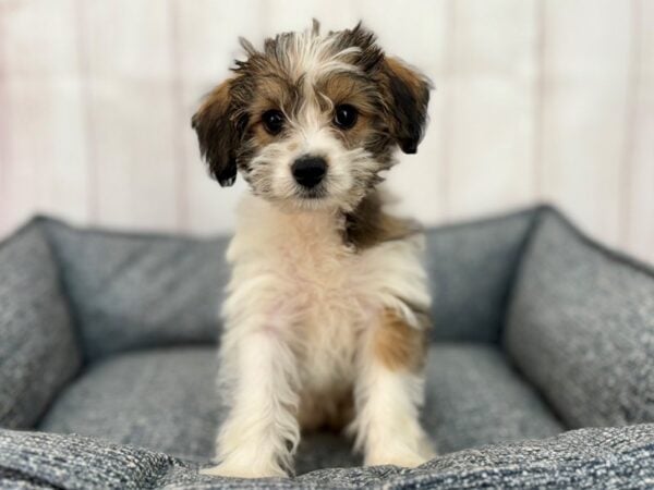 [#29240] Red and White Female Poodle/Yorkshire Terrier Puppies For Sale