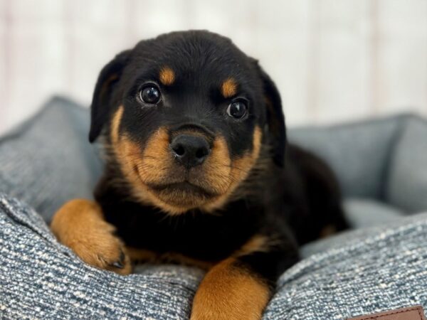 [#29236] Black and Mahogany Female Rottweiler Puppies For Sale