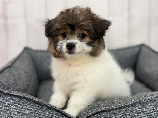 [#29232] White / Gold Female Bichon Frise/Pomeranian Puppies For Sale