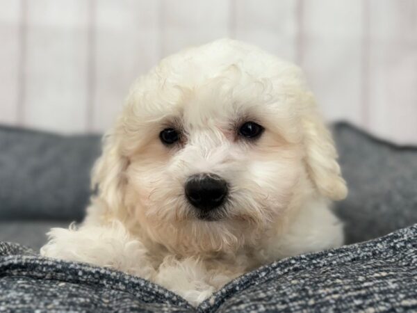 [#29234] White Male Bichon Frise Puppies For Sale