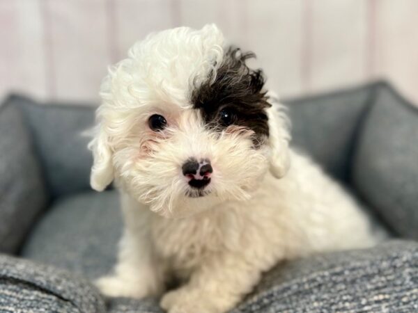 [#29273] White / Black Male Poodle Puppies For Sale