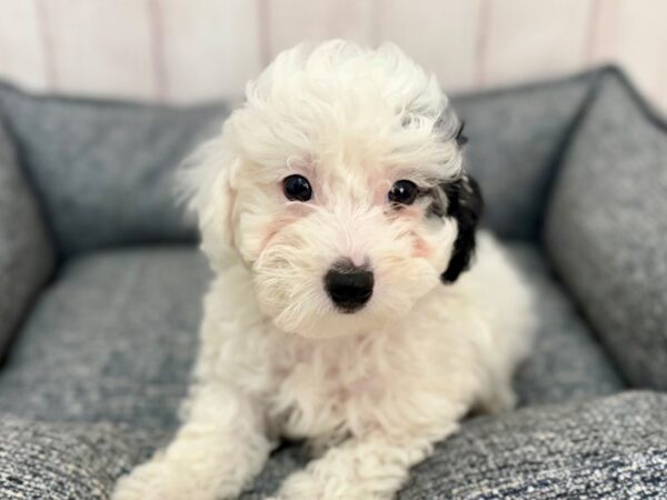 [#29272] White / Black Female Poodle Puppies For Sale