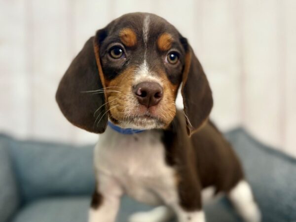 [#29264] Brown White and Tan Male Beagle Puppies For Sale