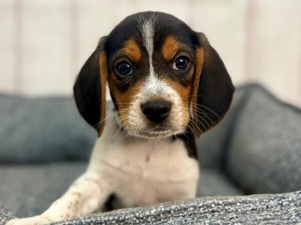 [#29263] Black White and Tan Male Beagle Puppies For Sale