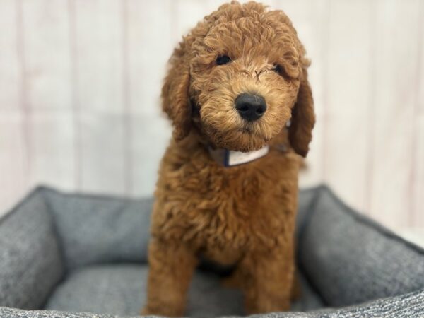 [#29277] Golden Male F1B Goldendoodle Puppies For Sale