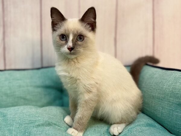 [#29254] Blue Point Male British Shorthair Kittens For Sale