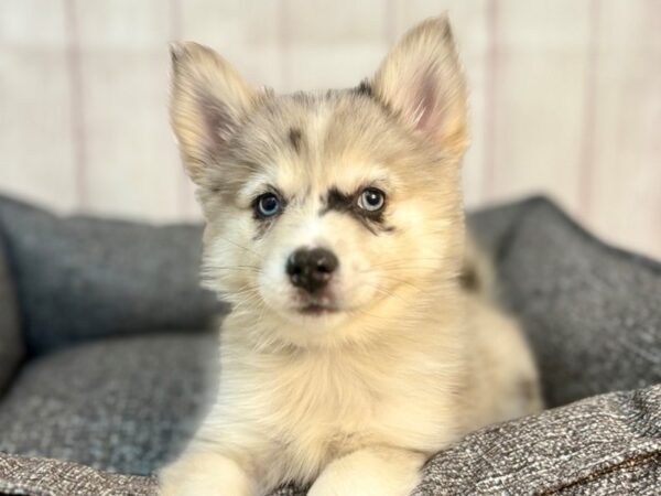 [#29283] Blue Merle Female F2 Pomsky Puppies For Sale