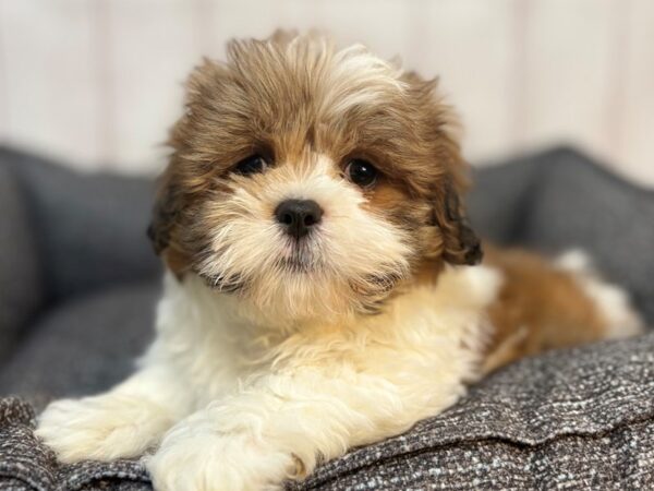 [#29285] Red Gold Male Lhasa Apso Puppies For Sale