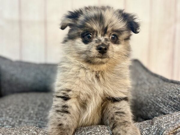 [#29288] Blue Merle Male Pomeranian Puppies For Sale