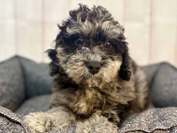 [#29286] Blue Merle Male Bichon Frise/Poodle Puppies For Sale