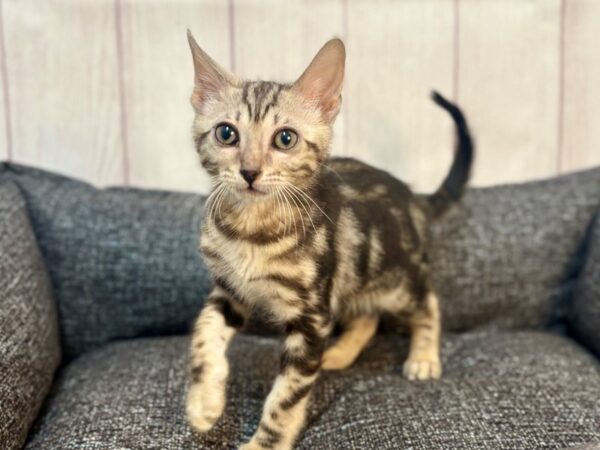[#29278] Marble Male Bengal Kittens For Sale