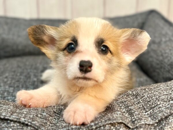 [#29296] Red Headed Tricolor Female Pembroke Welsh Corgi Puppies For Sale