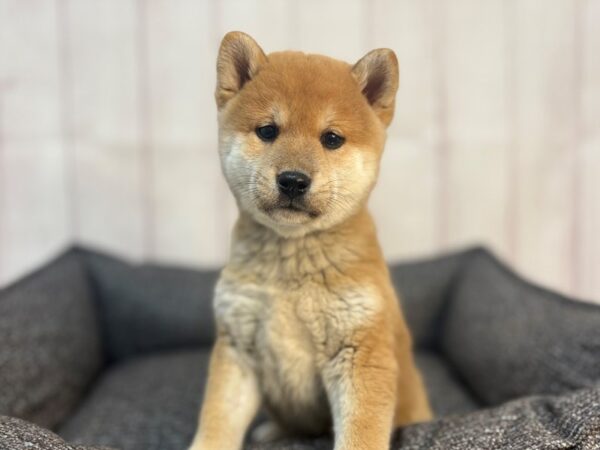 [#29298] Red Male Shiba Inu Puppies For Sale