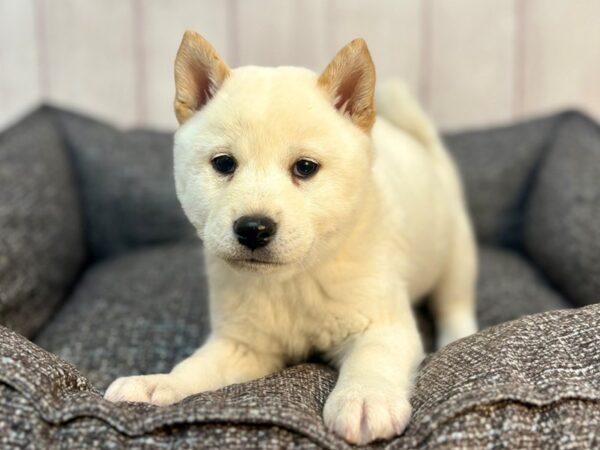 [#29297] Cream Female Shiba Inu Puppies For Sale