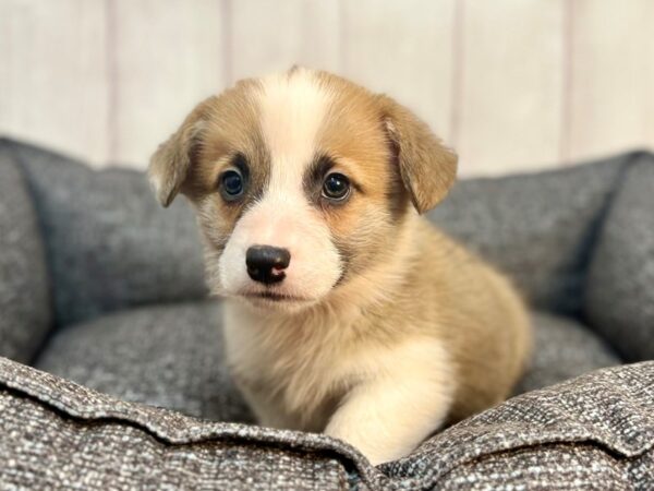 [#29292] red head tricolor Male Pembroke Welsh Corgi Puppies For Sale