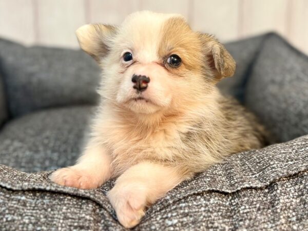[#29295] Red Headed Tricolor Female Pembroke Welsh Corgi Puppies For Sale