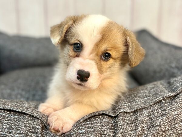 [#29294] Red Headed Tricolor Male Pembroke Welsh Corgi Puppies For Sale