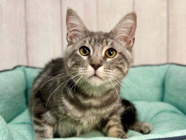 [#29279] SILVER Male Munchkin Kittens For Sale